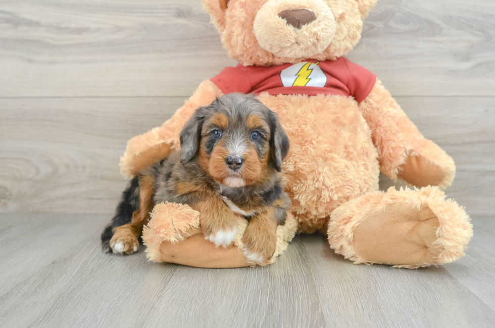 5 week old Mini Aussiedoodle Puppy For Sale - Seaside Pups