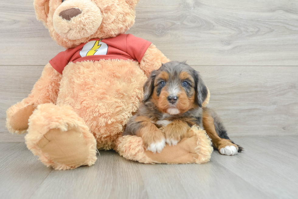 Little Mini Aussiepoo Poodle Mix Puppy