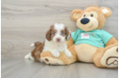 Fluffy Mini Aussiedoodle Poodle Mix Pup