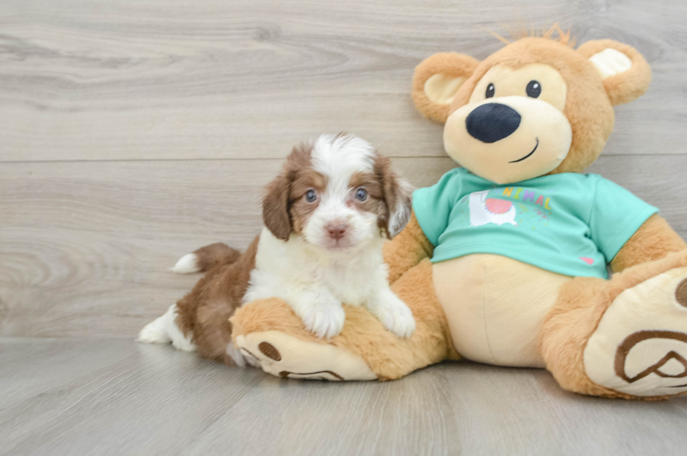 7 week old Mini Aussiedoodle Puppy For Sale - Seaside Pups