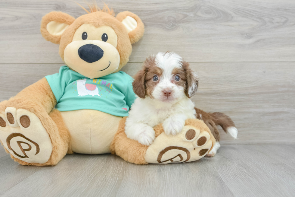 Funny Mini Aussiedoodle Poodle Mix Pup