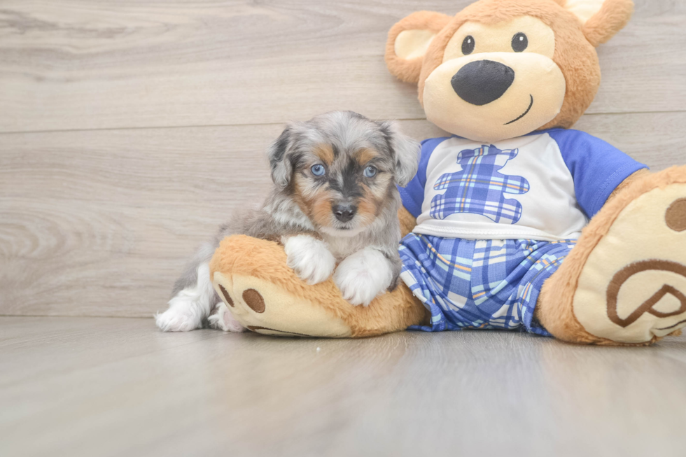 Mini Aussiedoodle Puppy for Adoption