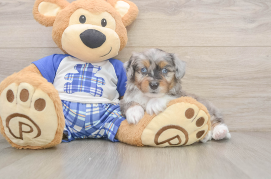 Energetic Aussie Poo Poodle Mix Puppy
