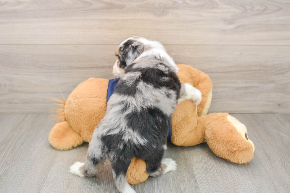Mini Aussiedoodle Puppy for Adoption