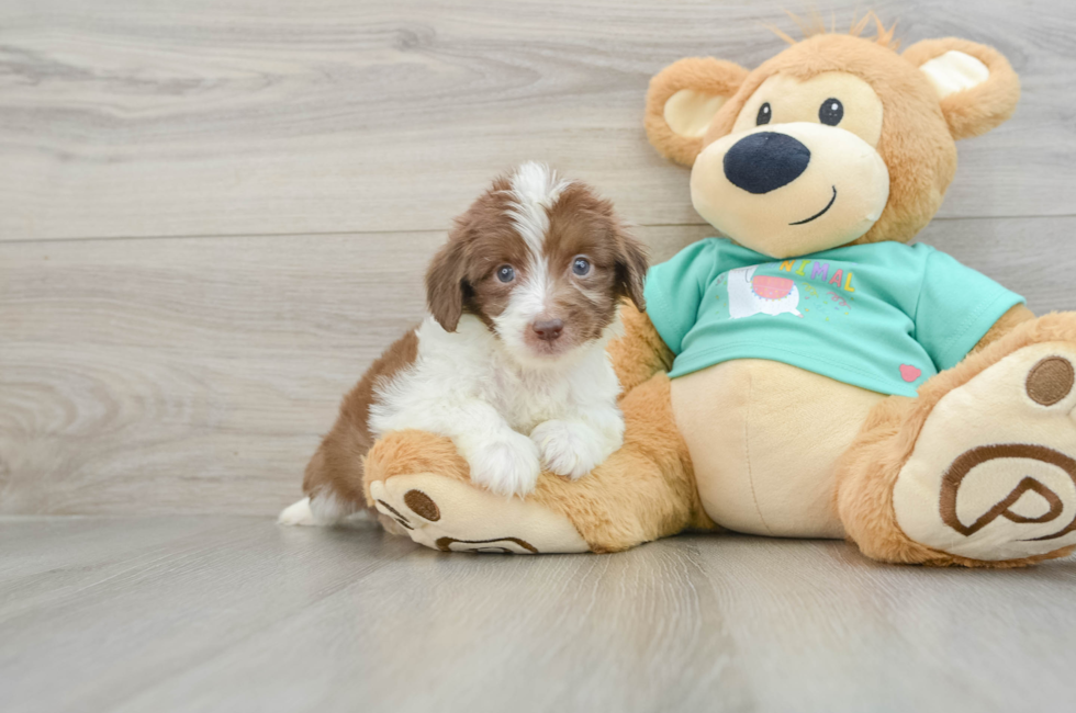 7 week old Mini Aussiedoodle Puppy For Sale - Seaside Pups