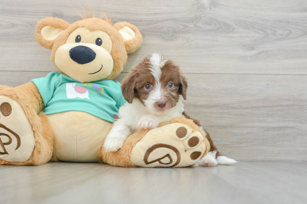 Mini Aussiedoodle Pup Being Cute