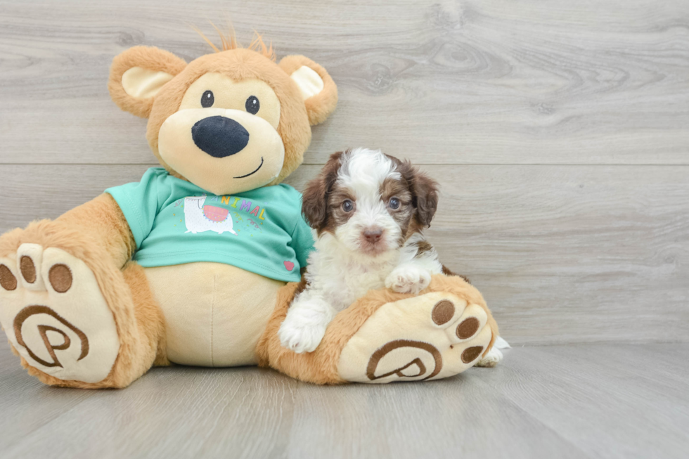 Best Mini Aussiedoodle Baby