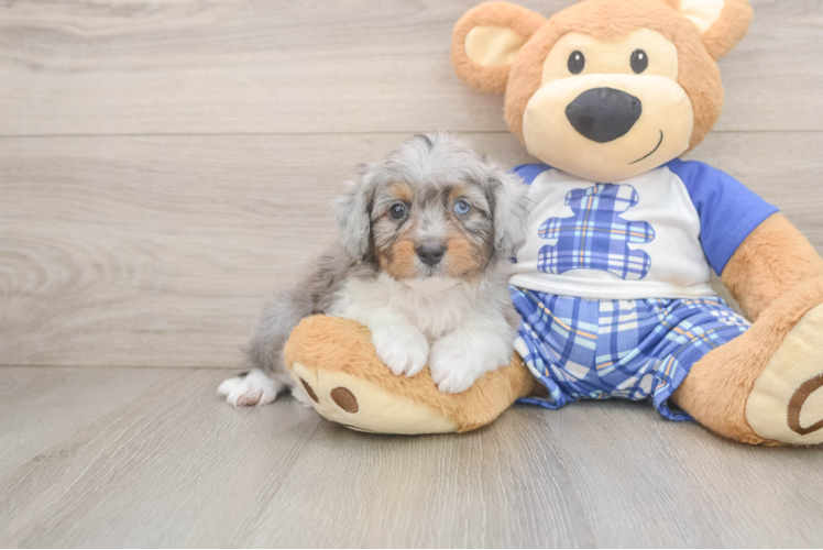 Funny Mini Aussiedoodle Poodle Mix Pup