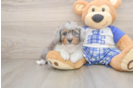 Funny Mini Aussiedoodle Poodle Mix Pup