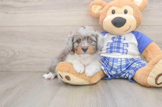 Funny Mini Aussiedoodle Poodle Mix Pup