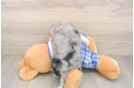 Mini Aussiedoodle Pup Being Cute