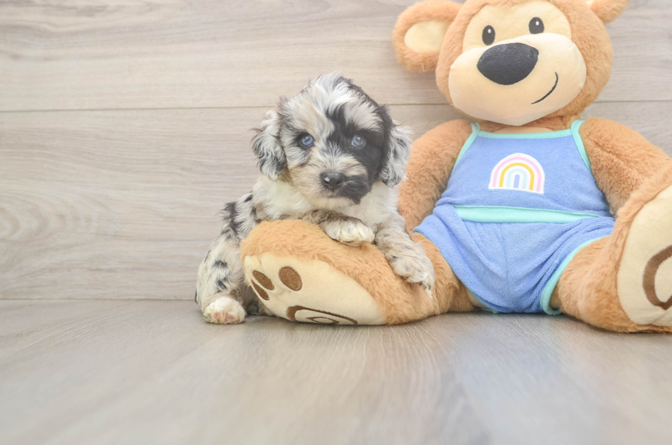 5 week old Mini Aussiedoodle Puppy For Sale - Seaside Pups
