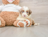 8 week old Mini Aussiedoodle Puppy For Sale - Seaside Pups