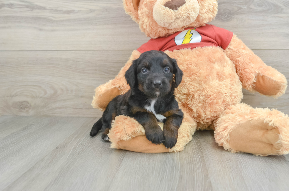 5 week old Mini Aussiedoodle Puppy For Sale - Seaside Pups