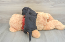 Fluffy Mini Aussiedoodle Poodle Mix Pup