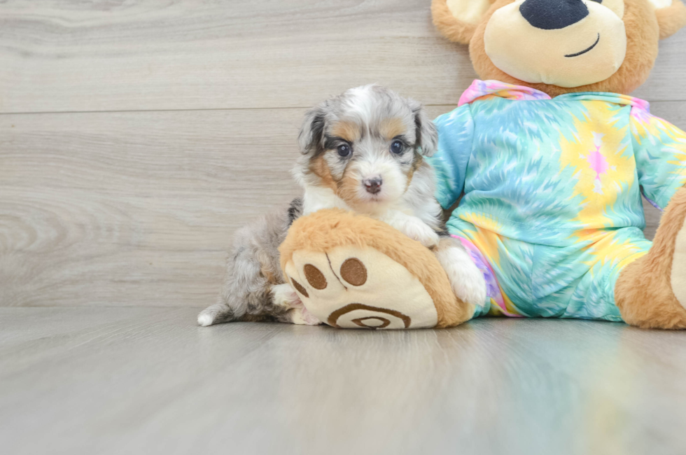 5 week old Mini Aussiedoodle Puppy For Sale - Seaside Pups