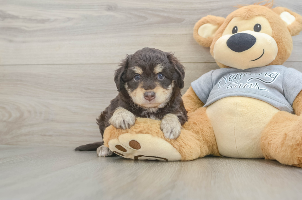 5 week old Mini Aussiedoodle Puppy For Sale - Seaside Pups