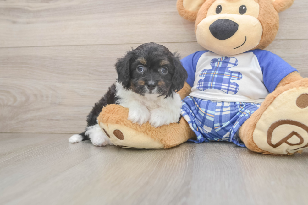 Mini Aussiedoodle Pup Being Cute