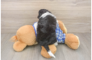 Mini Aussiedoodle Puppy for Adoption