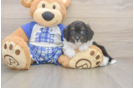 Petite Mini Aussiedoodle Poodle Mix Pup