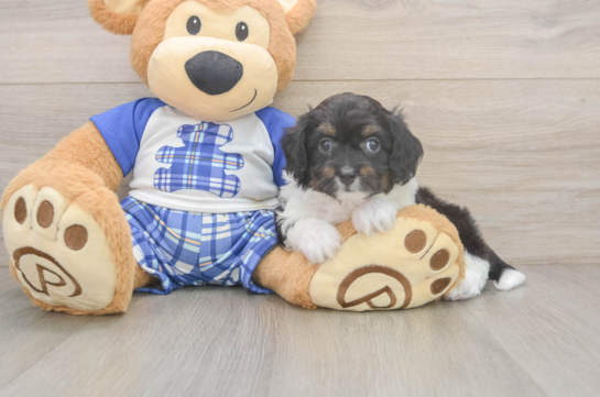 Petite Mini Aussiedoodle Poodle Mix Pup