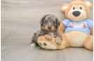 Mini Aussiedoodle Pup Being Cute