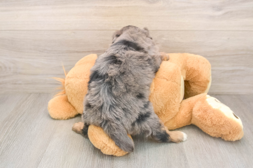 Mini Aussiedoodle Pup Being Cute