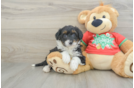 Mini Aussiedoodle Puppy for Adoption