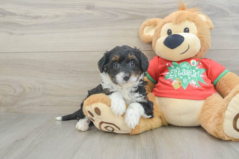 7 week old Mini Aussiedoodle Puppy For Sale - Seaside Pups