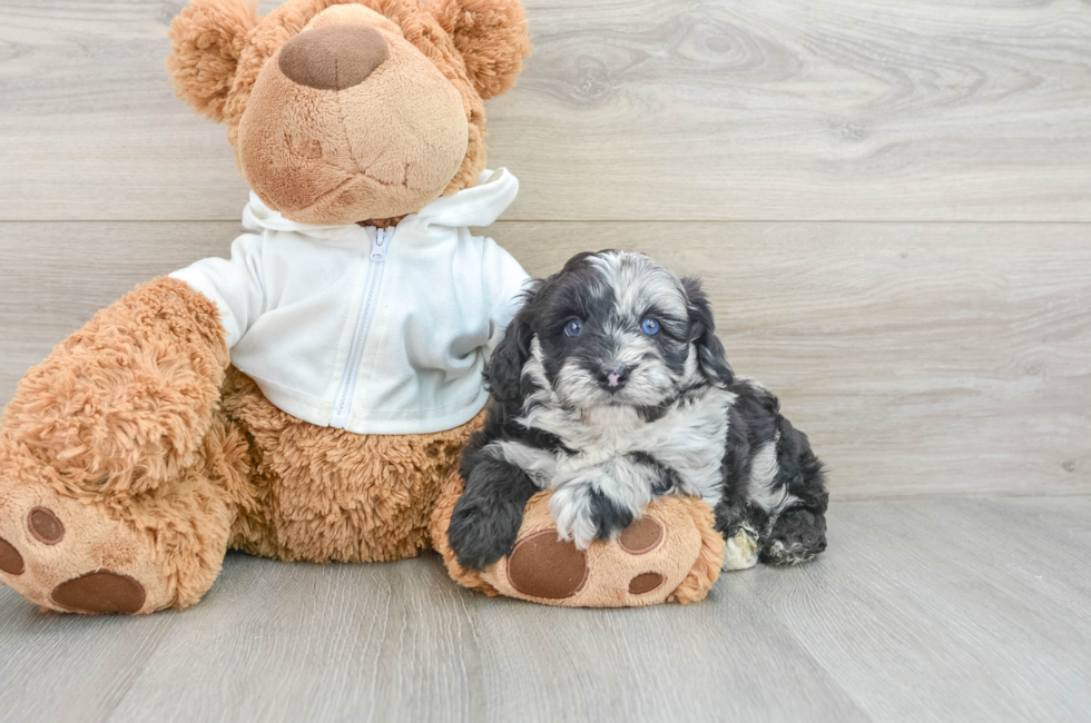 5 week old Mini Aussiedoodle Puppy For Sale - Seaside Pups