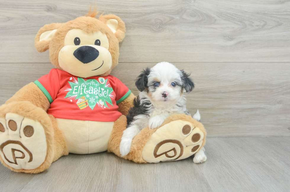 7 week old Mini Aussiedoodle Puppy For Sale - Seaside Pups