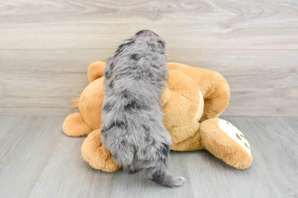 Popular Mini Aussiedoodle Poodle Mix Pup