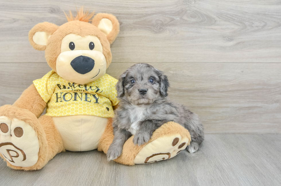 6 week old Mini Aussiedoodle Puppy For Sale - Seaside Pups