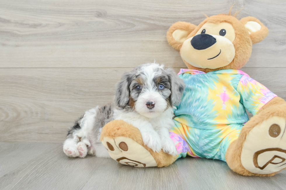 6 week old Mini Aussiedoodle Puppy For Sale - Seaside Pups