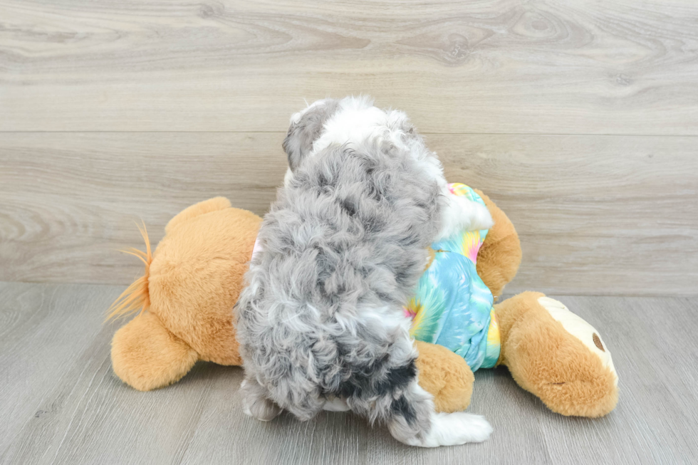 Mini Aussiedoodle Puppy for Adoption