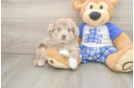 Sweet Mini Aussiedoodle Baby