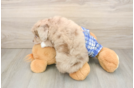 Hypoallergenic Aussiepoo Poodle Mix Puppy