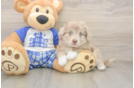 Adorable Mini Australian Shepherd X Poodle Mix Poodle Mix Puppy