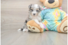 Hypoallergenic Aussiepoo Poodle Mix Puppy