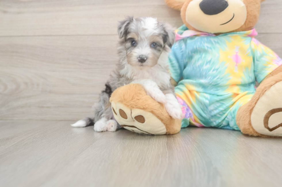 Hypoallergenic Aussiepoo Poodle Mix Puppy