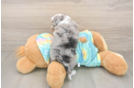 Adorable Mini Australian Shepherd X Poodle Mix Poodle Mix Puppy