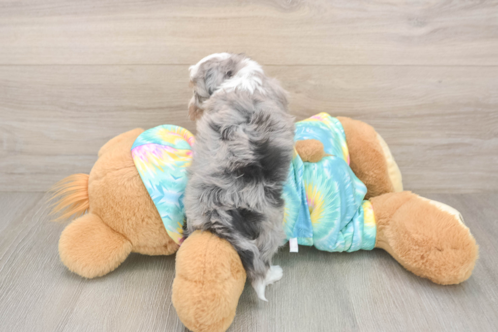 Adorable Mini Australian Shepherd X Poodle Mix Poodle Mix Puppy