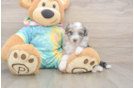 Mini Aussiedoodle Puppy for Adoption