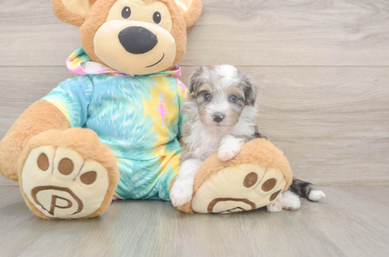 Mini Aussiedoodle Puppy for Adoption