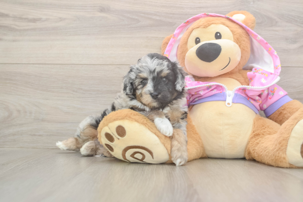 Mini Aussiedoodle Puppy for Adoption