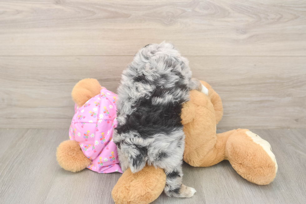 Mini Aussiedoodle Pup Being Cute