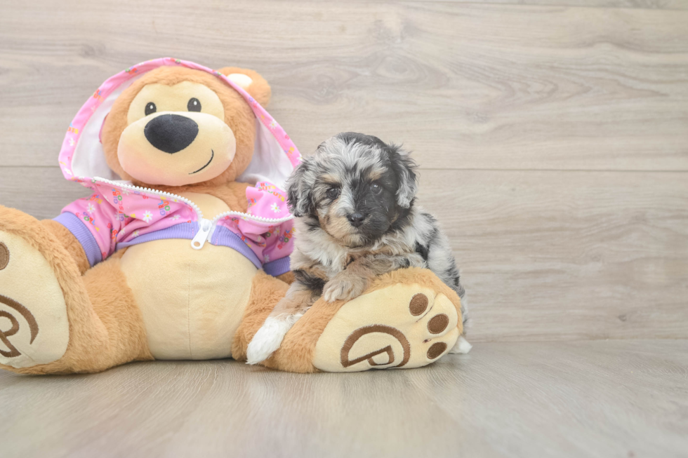 Hypoallergenic Aussiepoo Poodle Mix Puppy