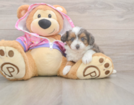 6 week old Mini Aussiedoodle Puppy For Sale - Seaside Pups