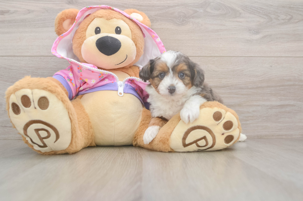 5 week old Mini Aussiedoodle Puppy For Sale - Seaside Pups