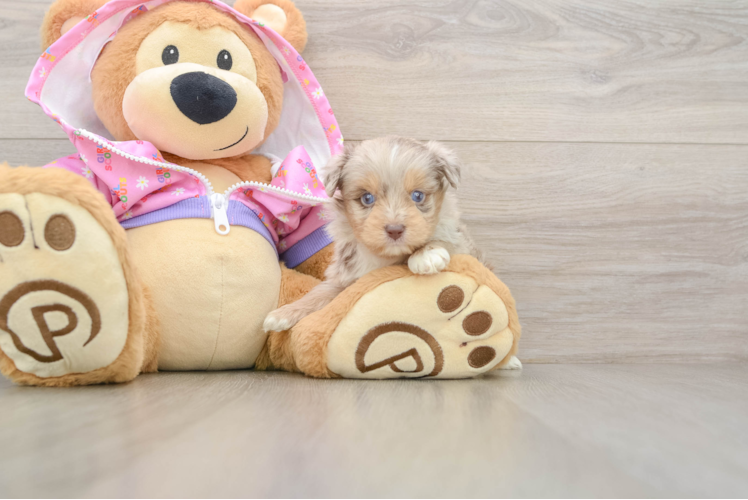 Mini Aussiedoodle Pup Being Cute